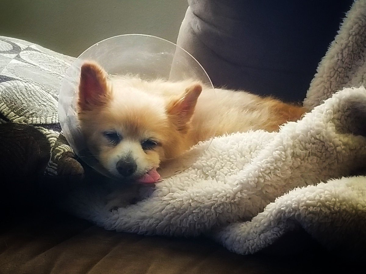 MissyTrixie's tweet photo. #dogsoftwitter https://t.co/1pe0eempnz