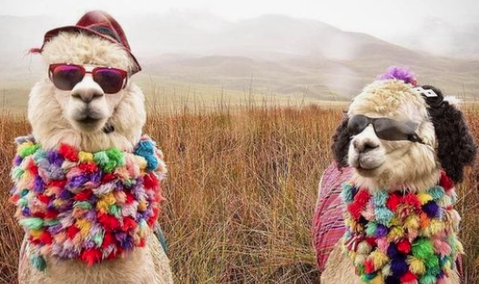AmayuInstitute's tweet photo. The spiritual expression of love are the vibrant colors of life! 
.
What are your favorite spiritual color?
AMAYU = #Spiritual #Purpose
.
.
.
#llama #colorful #shine #fashion #glow #art #style #nyc #newyorkcity #newyork #nyc #manhattan https://t.co/WTwLRKiFBY