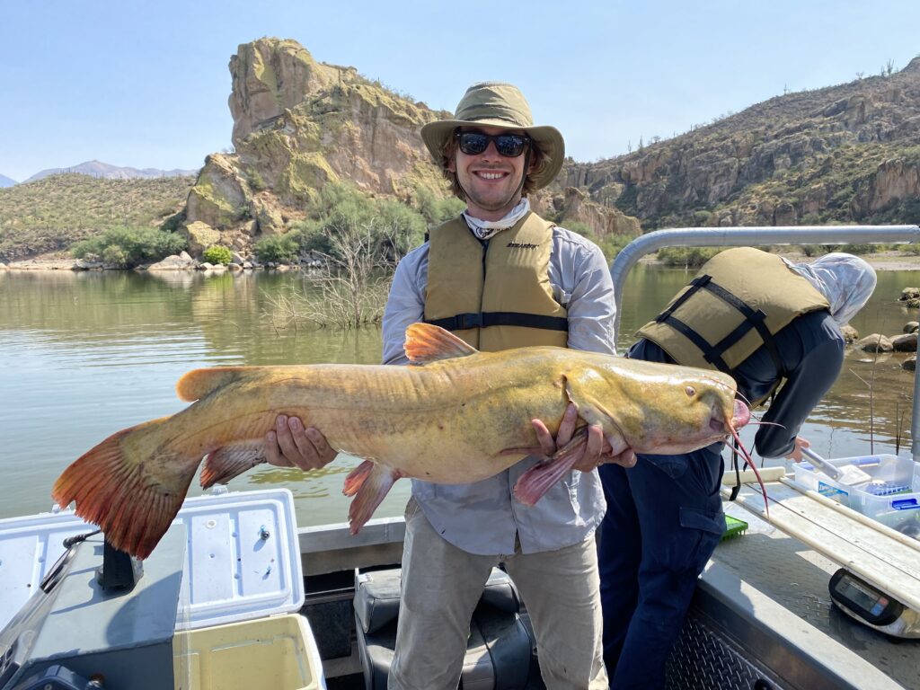 GoFishAZ's tweet image. Check out the latest Flathead Catfish Survey Results from September at Pleasant and Bartlett Lakes - fishaz.azgfd.com/fisheries-mana…