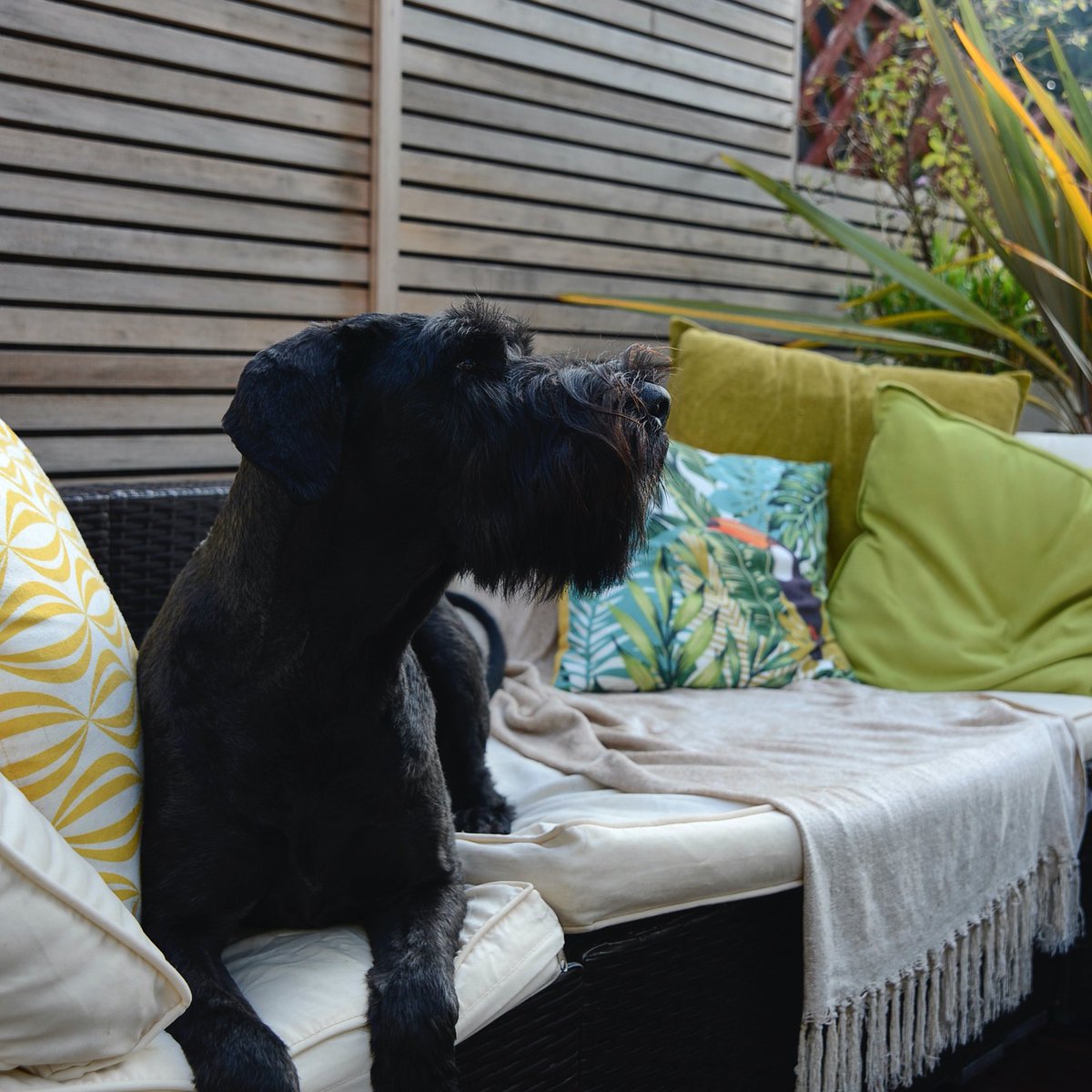 WycliffeLands's tweet image. What a handsome model! Thank you to Huw for letting us come back and take some great shots of his garden we built last year! 
#DogsofTwittter #dogs #GardenersWorld #garden #landscaping