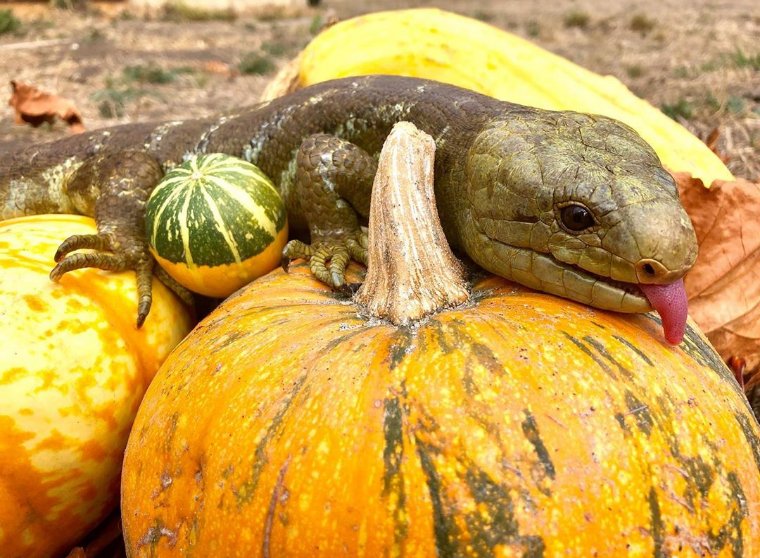 wildmindscience's tweet photo. #TongueOutTuesday Uncle Fester - our #SolomonIslandsPrehensileTailedSkink - is so happy about #Autumn that he can't help but lick these #Pumpkins! (Don't think they taste great, but he seemed pretty happy 😅) https://t.co/4Y04GwT2tQ