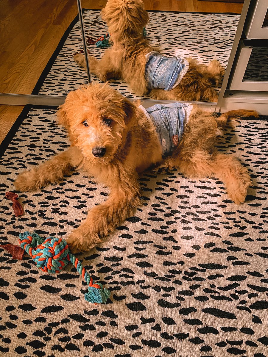 myriadmusings1's tweet photo. Male wraps - bring it on! A must-have for families welcoming their first pet and for those who are always on the go. These @Hartzpets Male Wraps come in handy.
https://t.co/4V1WZw8P8b
#DogsInDiapers #ad
https://t.co/FyYfJQTUgv https://t.co/rklmYxvj8w