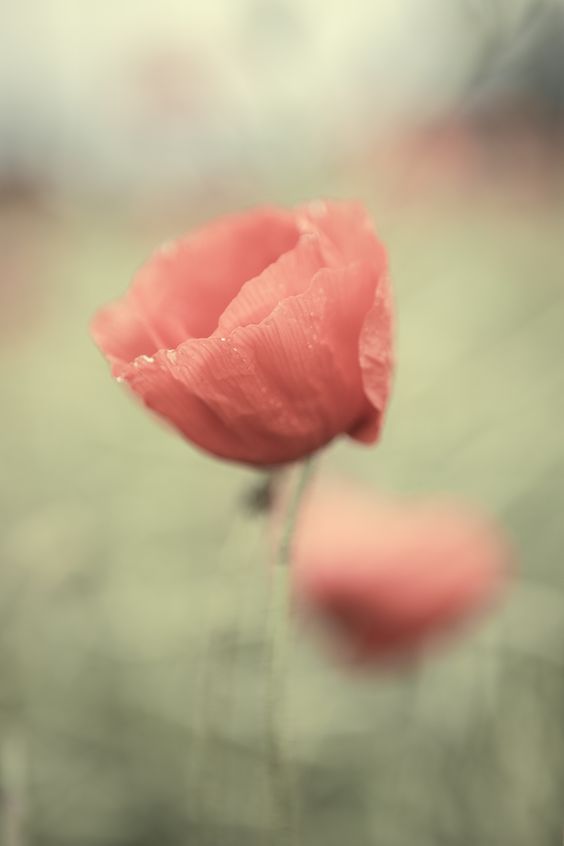 presademi's tweet photo. "Ahora sé porque estoy enamorada.
Por su silencio. Su silencio es la presencia de las cosas en vez de su representación imaginaria"

Alejandra Pizarnik. https://t.co/y3mg2s0rnN