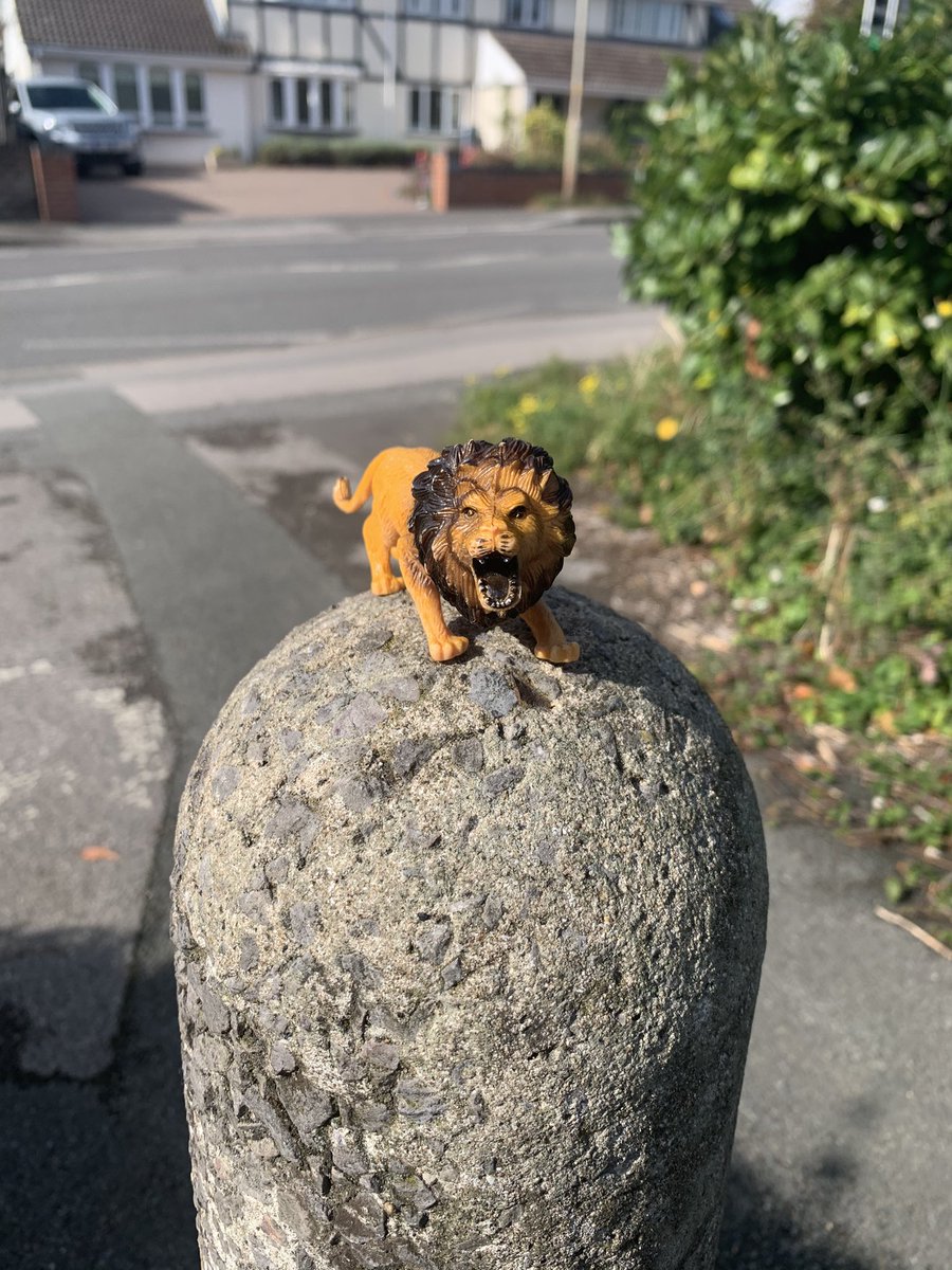 Andrew_J_Scott's tweet photo. Interesting dog walk around @ShoutOutSwindon saw a lion 🦁 😂 https://t.co/4N7eqejytV