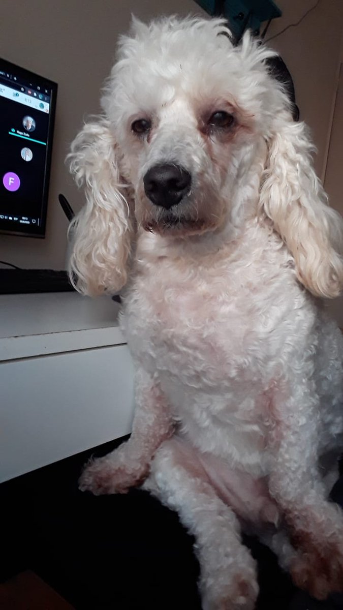 Mary_Dopping's tweet photo. mi hermana lleva dos noches sin dormir por una entrega de la facu y el perro casi no duerme para acompañarla 😭💔 https://t.co/yXESi2jIfD