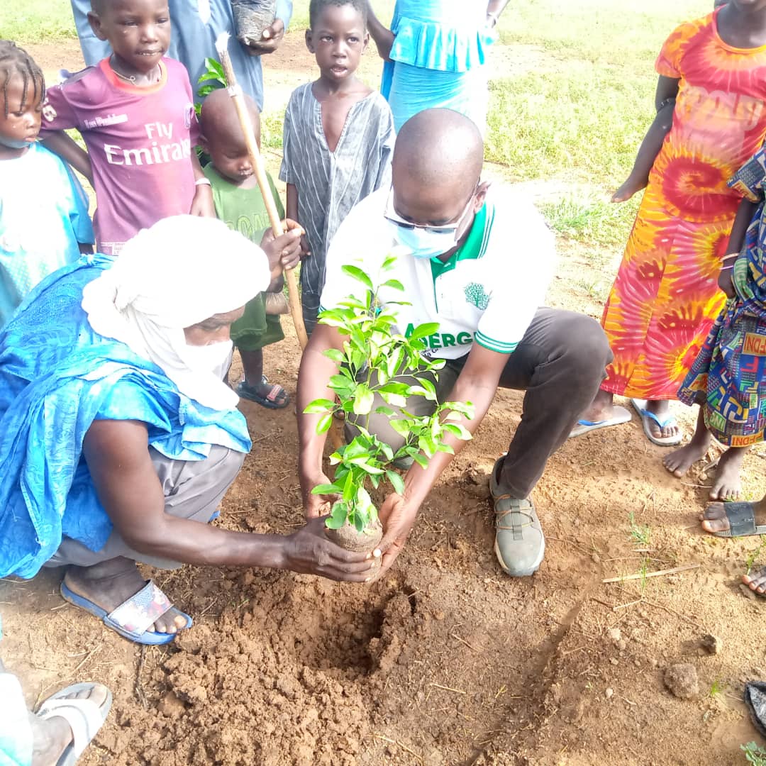 asergmv's tweet photo. Commune de #Fanaye,village de Dimat Diéri. Plantations de 100 #agrumes dans les concessions. Cette opération a pu être menée grâce à la collaboration du Président local des #Amis_de_la_Nature.
#kebetu #reforestation #environnement #pse_vert #senegalvert https://t.co/5SUvWIa1O4