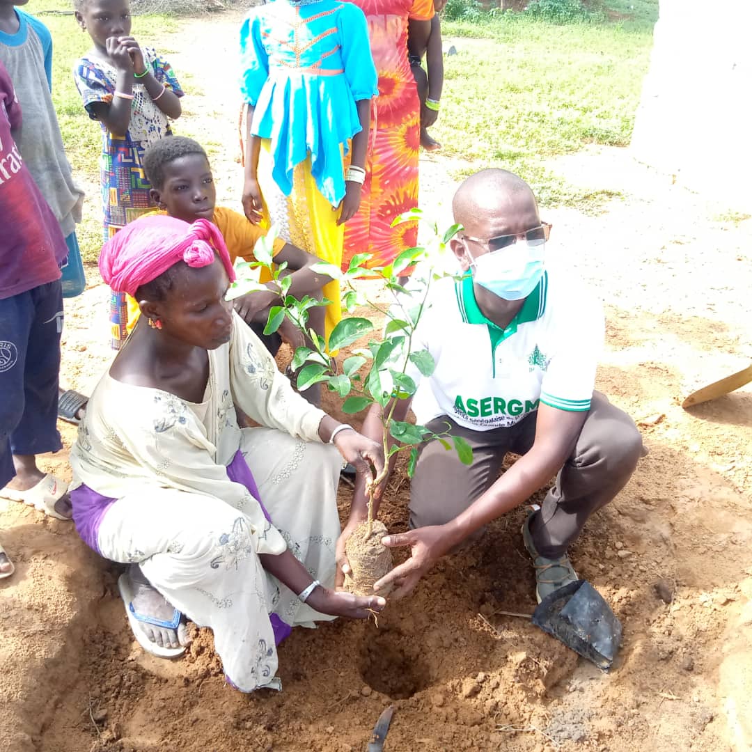 asergmv's tweet photo. Commune de #Fanaye,village de Dimat Diéri. Plantations de 100 #agrumes dans les concessions. Cette opération a pu être menée grâce à la collaboration du Président local des #Amis_de_la_Nature.
#kebetu #reforestation #environnement #pse_vert #senegalvert https://t.co/5SUvWIa1O4