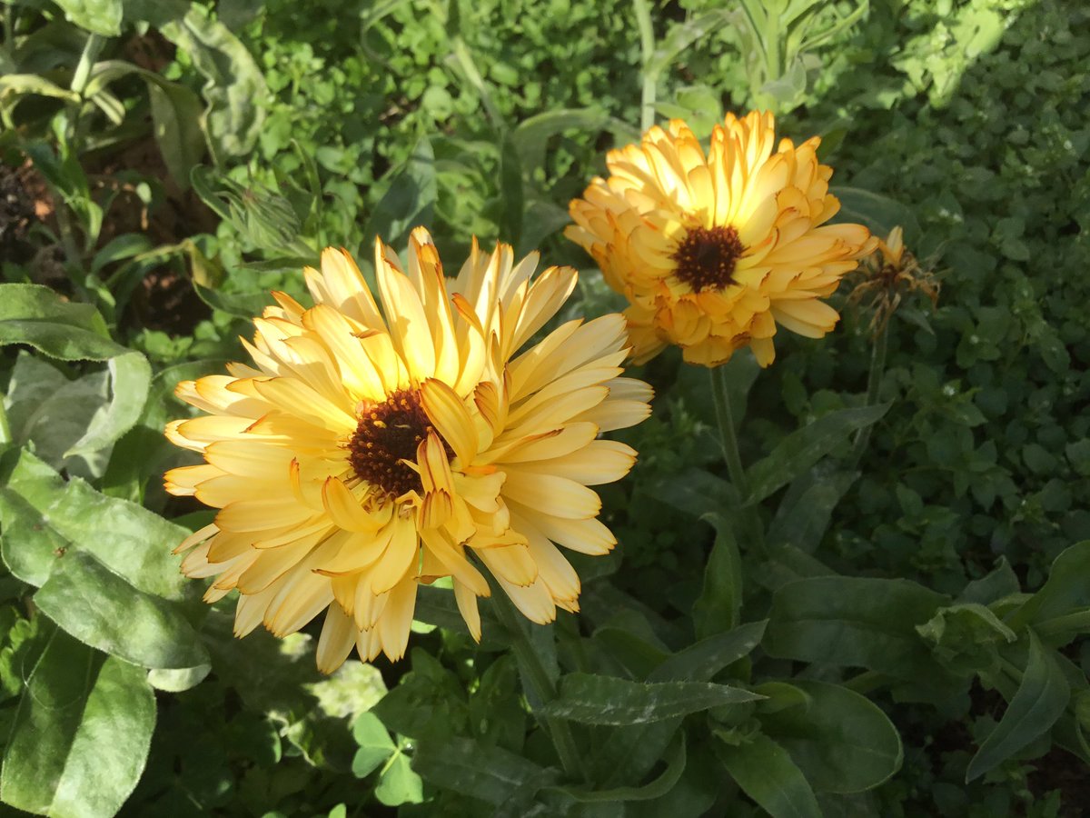 Dollythercat's tweet photo. Last echoes of summer in the garden #lateseptember https://t.co/EOW2fHZNl8