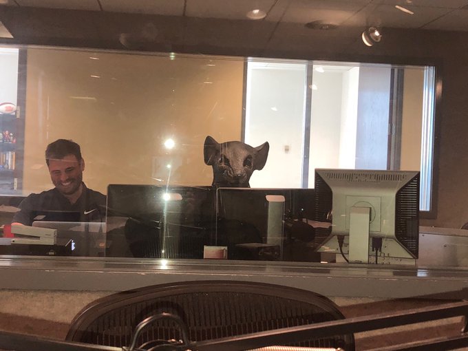 stucknut's tweet photo. Today in Jungle History:
2017 - @jimrome #Romeageddon 
Bum Smack, Personal Appearance Smack, Rat Family, Toby in Houston 

https://t.co/Wk7f0Z3Hgu https://t.co/qSsOERHmSu