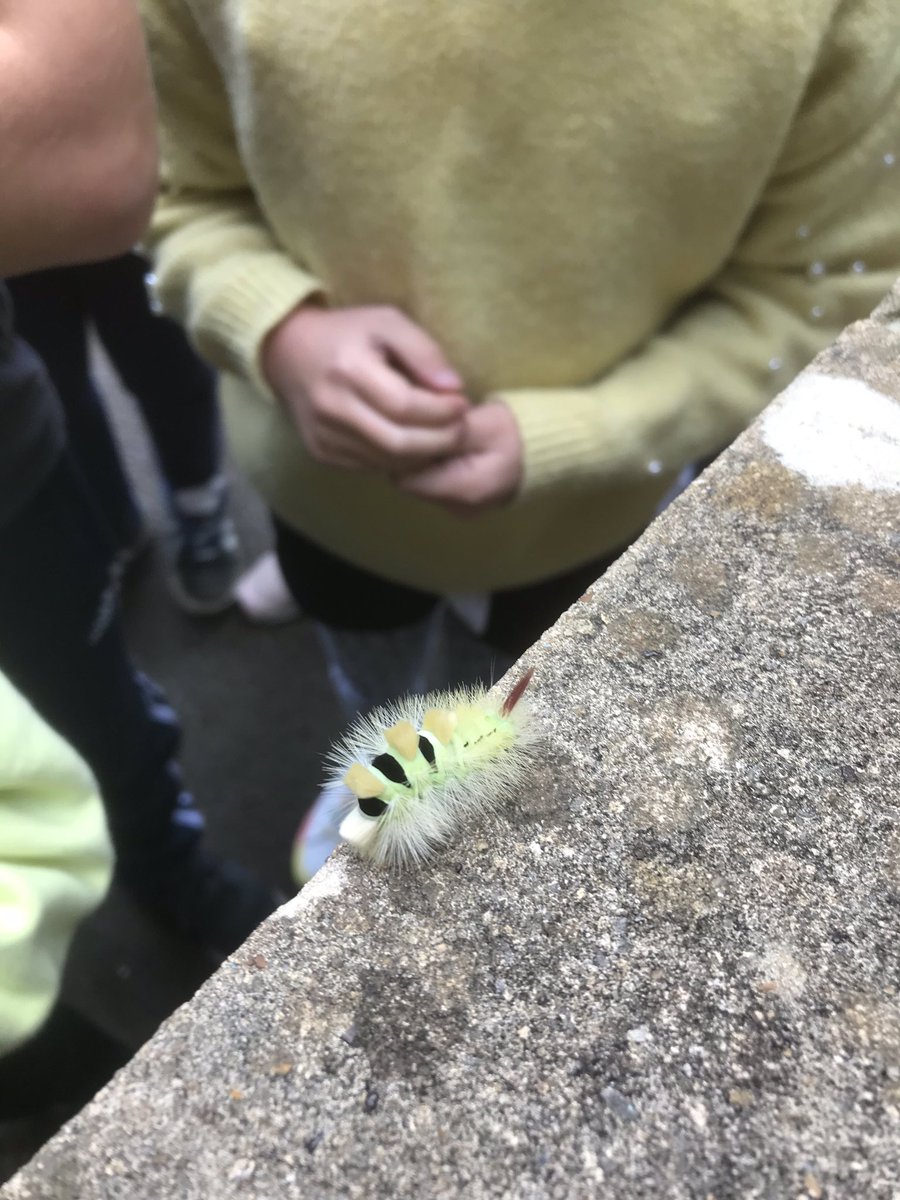 Look at this! What a beauty! Lots of surprise and admiration as we discovered this funky caterpillar at lunch today. Developing our site for play has also improved it for our wildlife  #nature #playmatters #opalschools <a href="/OPAL_CIC/">Outdoor Play and Learning (OPAL) CIC</a> #caterpillar #insects