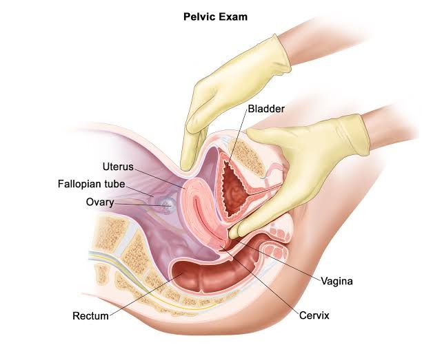 AASTHAS63935567's tweet photo. As , many women are facing many problems related to vagina ( vulva ) 
so here is my next blog which covered many topics related to vagina cancer like signs and symptoms , its treatment and its causes etc 
https://t.co/sODxbKjo1Z 
#vagina #vaginalcancer #symptomsofvaginalcancer https://t.co/HcehtgQ2yv