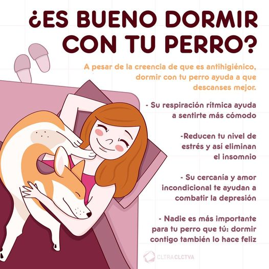 TwitteodeTodo's tweet photo. ¿Es bueno dormir con tu perro? 👇🏻🐶😍 
#Animales #Perro #FelizMartes #FelizMartesATodos https://t.co/tG83d8gUuJ