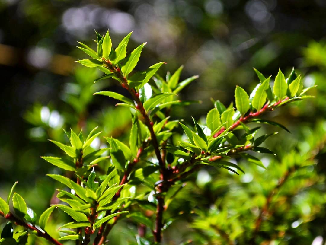 alexpatagonia's tweet photo. #Chaura especie arbustiva presente en los bosques del #surdechile #gaultheriaphillyreifolia #floranativa
#bosquenativo #patagoniaaysén #regiondeaysen https://t.co/Su81DgHJp2