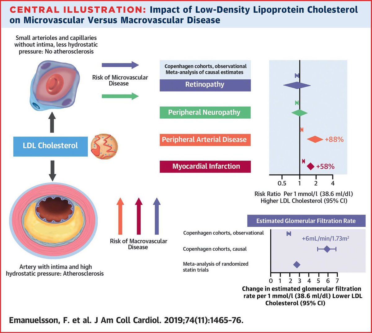 Mendelian randomization had found LDL associated with large vessel disease