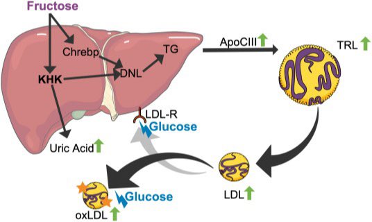 For example, LDL is also increased by fructose Both in controlled feeding studies and real world clinical studies  https://academic.oup.com/jn/article/143/9/1391/4637674 https://www.sciencedirect.com/science/article/pii/S0026049520302201In fact glucose/fructose seem to be WORSE...