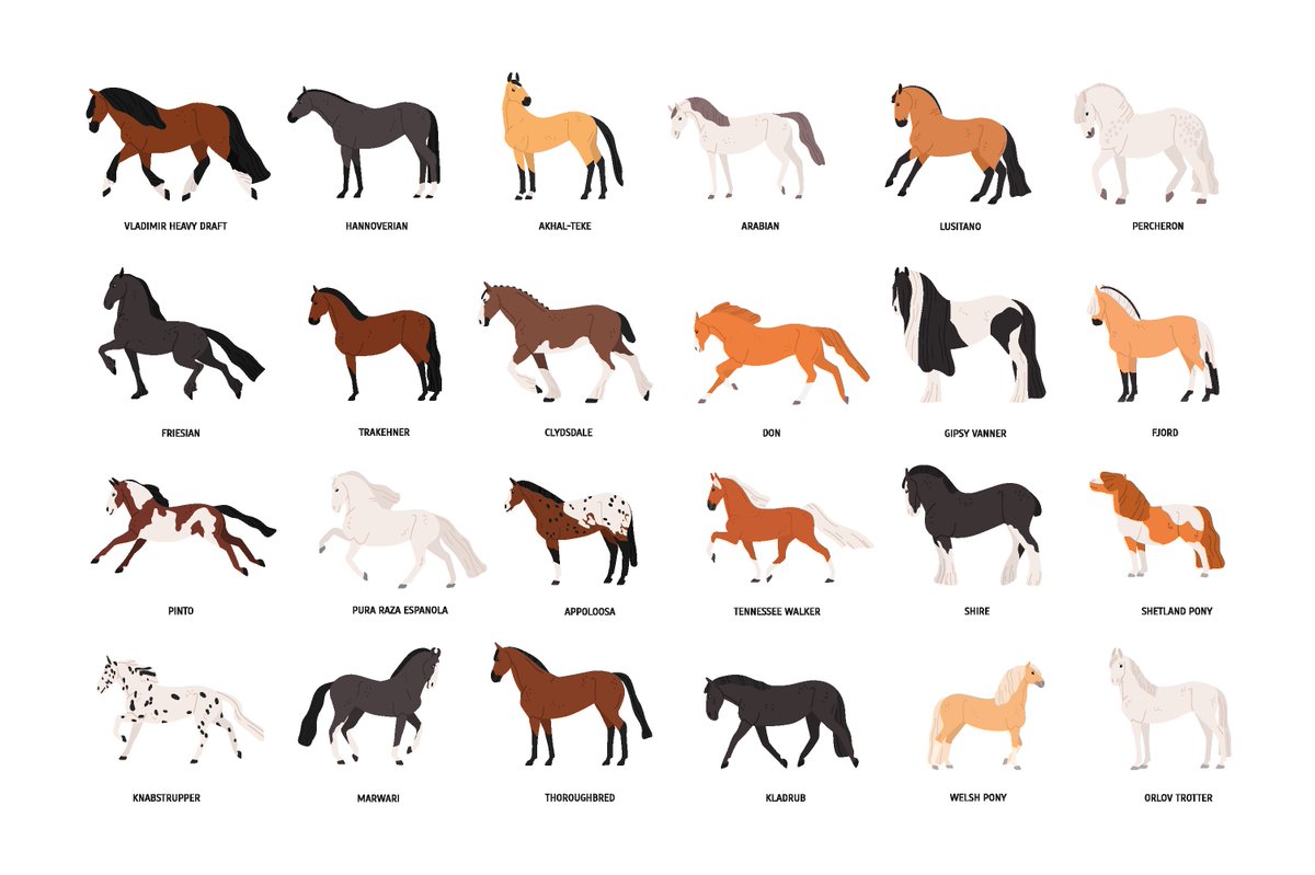 MyHorseTips_'s tweet photo. These are some of the most common horse breeds. 🐴Tell us in the comments which one is your favorite horse breed and why. 👇🤠
#horses #horsetraining #HorseRacing #horsebreeds #clintonanderson #ArabianHorse #morganhorse #caballosnosonobjetos #caballos #AnimalCrossingNewHorizons https://t.co/Br55D7fjcH