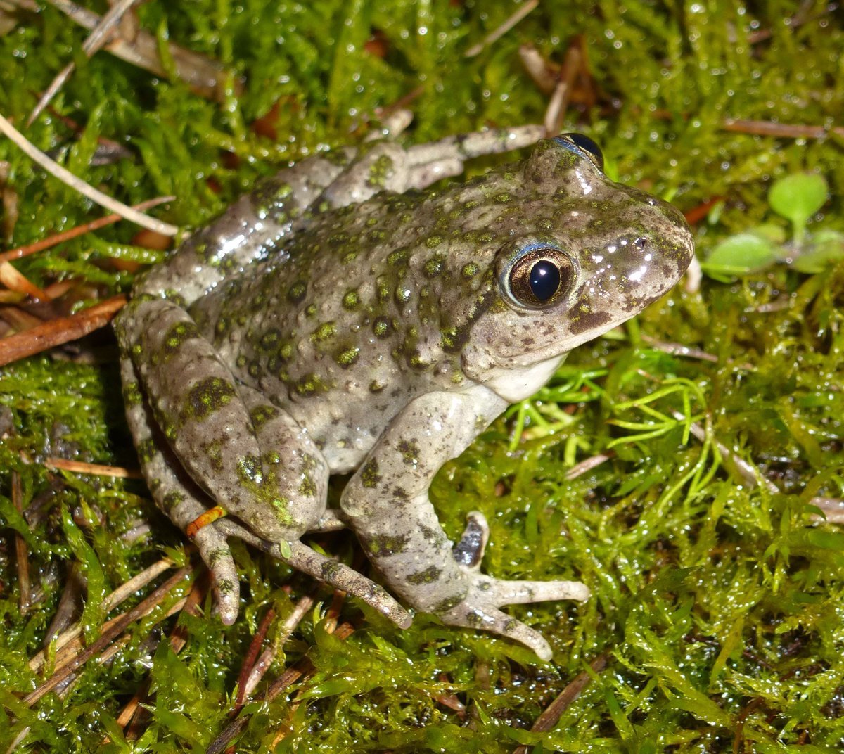 CNRS_OccitaniE's tweet image. #MinuteScience | 🐸 Peut-on prédire la répartition future des espèces avec des modèles corrélatifs ?

Réponse ici ➡️ buff.ly/3jheqcv

#CEFE #Montpellier

@INEE_CNRS @umontpellier @univpaulvalery @ird_fr @EPHE_PSL @Supagro @INRAE_France 

© P-A Crochet