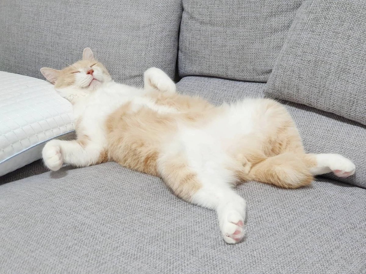 집고양이 8개월차