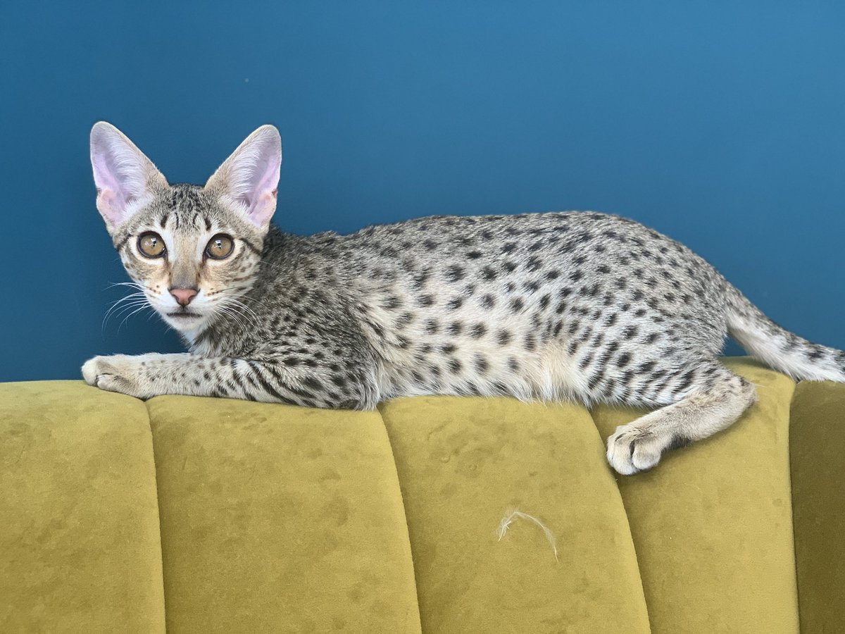 spcats08's tweet photo. How is Athena still available?  Not only is this F4 SBT girl stunning, she has an absolutely fabulous personality full of sass and fun but also sweet and loving. Please message me if you can give Athena a five star indoor home. #savannahcat #f4savannah #serval #sittingprettycats https://t.co/QygpELBlYH