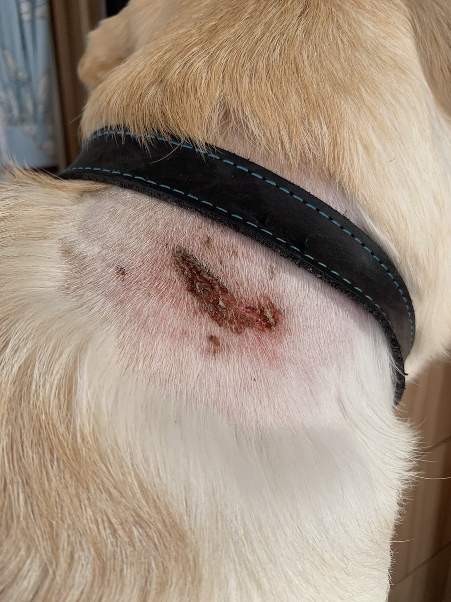 RafaTrueman's tweet photo. Things have gone from bad to worse in dis house I’m having to feed myself!!!! Useless humans I should be pampered after me traumatic bities last week which incidentally is healing well!! How can I train me humans any ideas? https://t.co/SGnTiIkw7v