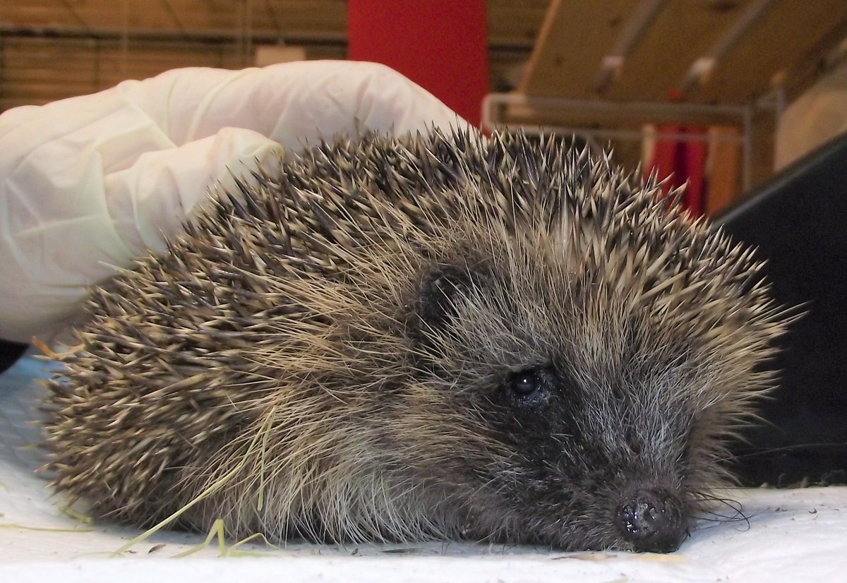 Hedgehog Cabin tweet media