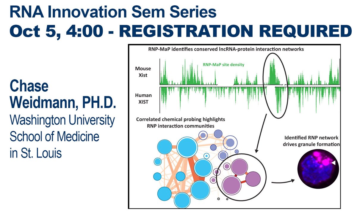 Who is C. Weidmann? our next #RNA Innovation Sem Series speaker - Oct 5, 4:00pm. REGISTRATION: myumi.ch/K4z8O He developed a chemical probing strategy and next-gen seq. technology to map the location of and cooperation btn multi-protein networks on RNAs in live cells