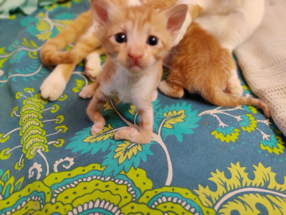 It's been 3 weeks since they arrived! Pintu (left) has three bent limbs out of four, which makes it hard for them to walk. But today, they did maxxxx exploring on the bed without much screaming. Chintu (right) loves seeing me and comes out from under the cupboard to say hi.
