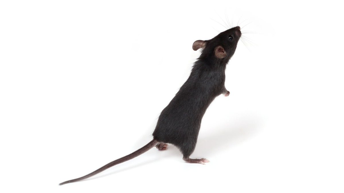 Видеть во живых мышей. Черная мышь. Черная мышь Живая. Мышь черная домовая. Крыса висит на хвосте.