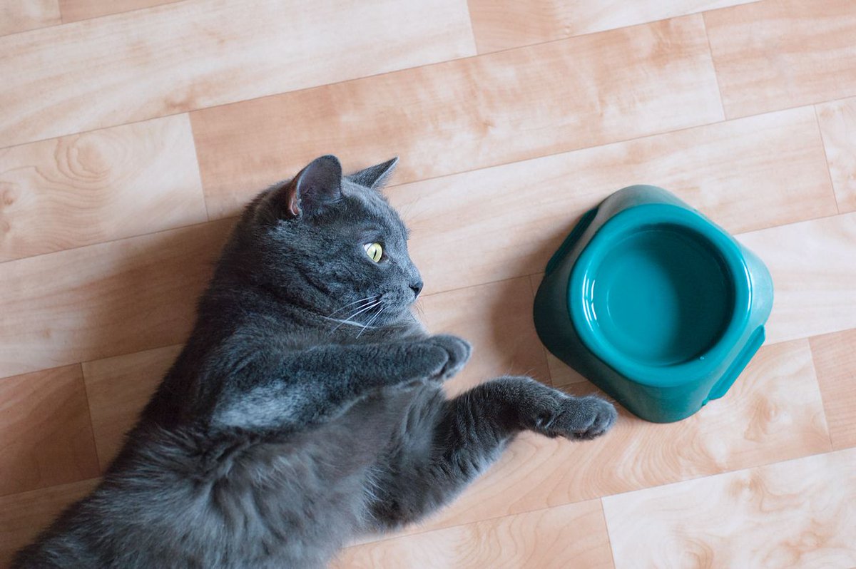 SnappyTomPets's tweet photo. With an array of cat food, we are certain your feline will love Snappy Tom Cat Food. Shop now! https://t.co/AIO4S39OWu
#catfood #cat #cats #petshop #catlover #pet #kitten #love #cute #kitty #catlovers #pets #petfood #kitty #meow #pet #catoftheday #catlife #kittens #animals https://t.co/FxLU8PWJlz
