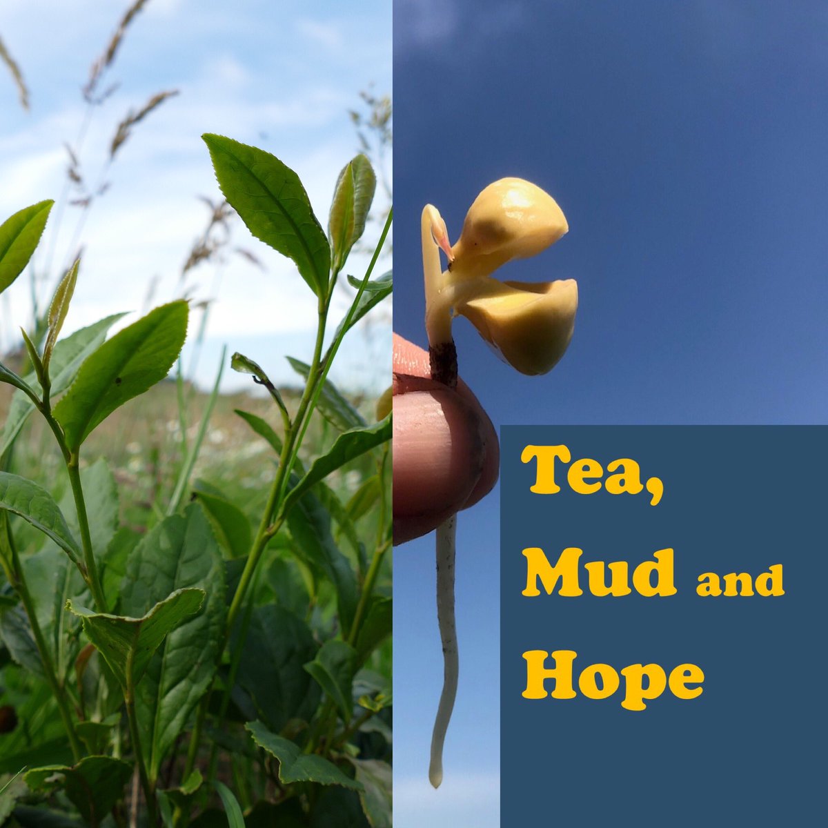 windyhollowscot's tweet photo. New tea podcast episode coming up next week ๐ I wonder whose next? ๐ฟ#tea #podcast #teapodcast #teamudandhope #teamakers #teagarden #teagrower https://t.co/C5dXec1Bwk