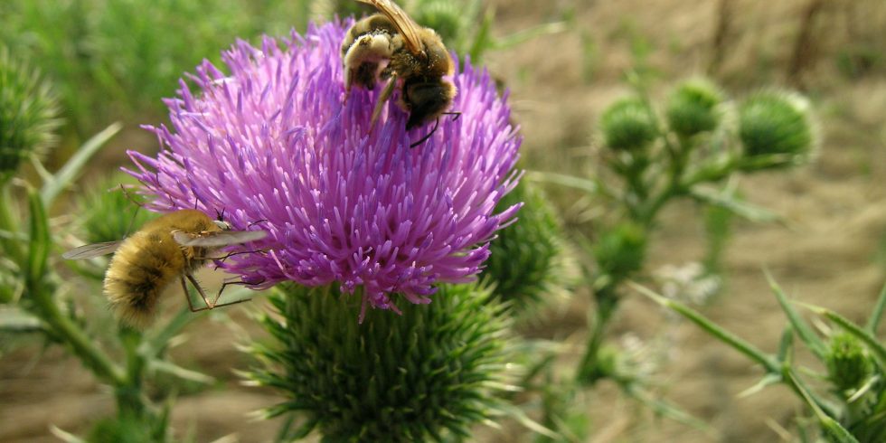 Biodiversità: le proposte di Legambiente alla vigilia del vertice Onu per scongiurare il collasso degli ecosistemi - greenreport.it/news/aree-prot…