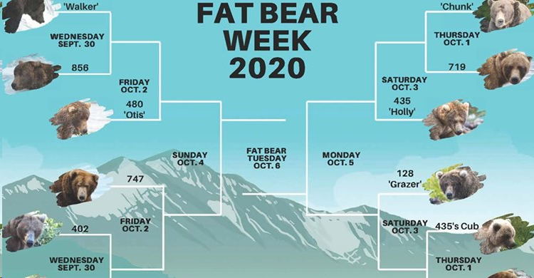 The brackets are set, and Katmai National Park and Preserve in Alaska is ready to crown the chubbiest brown bear in the Brooks River region. You can vote starting tomorrow! kare11.com/article/news/n…