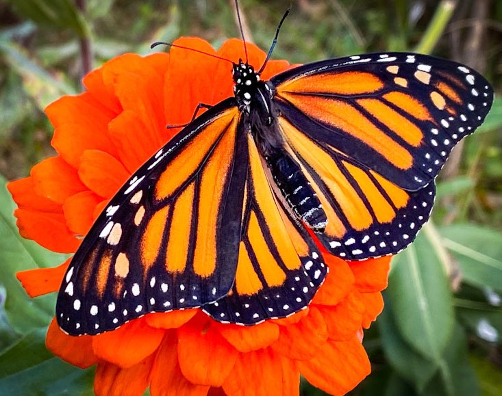 1 of the 4 #monarchs we released yesterday but the season is getting close to the end. The fall is a great time to plant some #milkweed seeds to help these beautiful creatures next year. Check out https://t.co/psfxEyRrJP for more info. #naturelover https://t.co/nucbrwhRtO