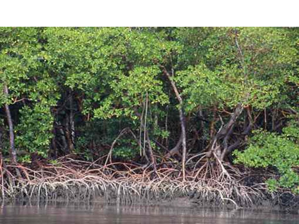 BrianMteleSUR's tweet image. The World`s largest wetlands, the Pantanal, just lost more area to fire than the entire US West. Yesterday Brazil's Environmental Minister removed laws protecting the world`s second largest expanse of mangrove forest. 1.2 million hectares of coastline are now free for logging.