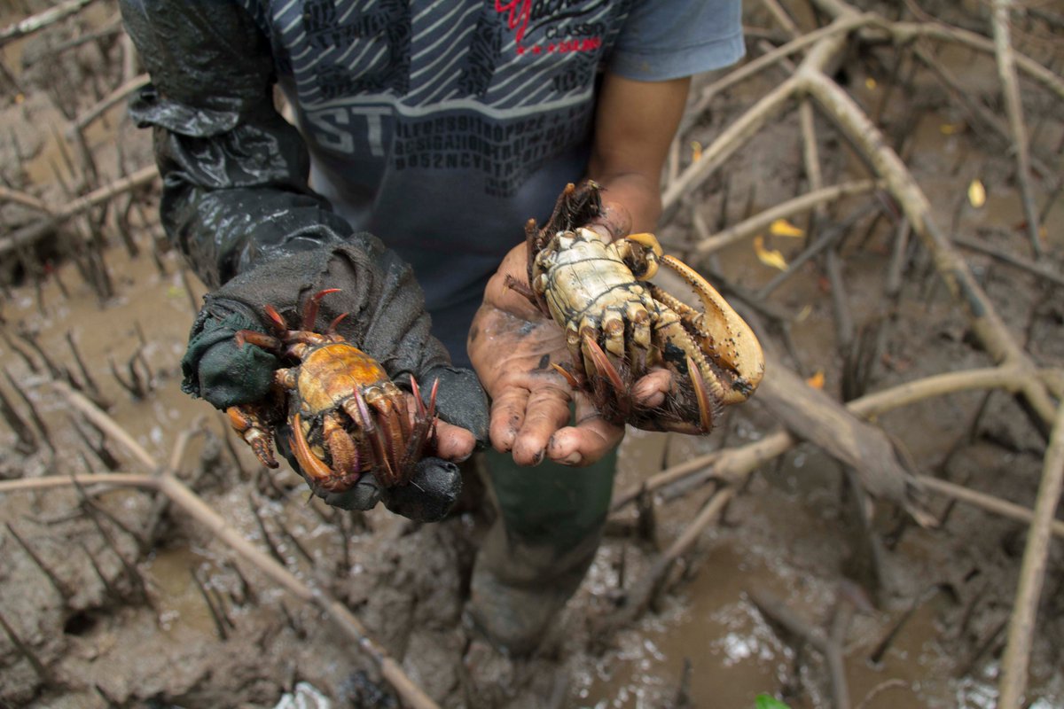 BrianMteleSUR's tweet image. The World`s largest wetlands, the Pantanal, just lost more area to fire than the entire US West. Yesterday Brazil's Environmental Minister removed laws protecting the world`s second largest expanse of mangrove forest. 1.2 million hectares of coastline are now free for logging.