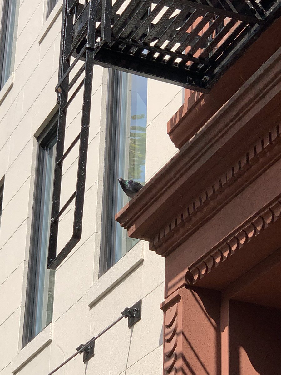 PicturesBirds's tweet photo. Hey what’s up hello and welcome to the birdternet #birdframe #nofilter https://t.co/XjKudIt8Rl