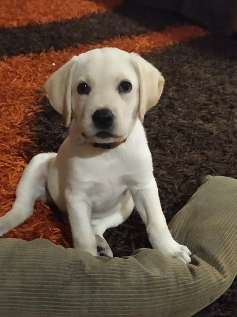 labportugal5's tweet photo. #Labrador #dogs #pets #ilovemydog #cao #dog #love #cachorrofofo #dogsoftwitter #dogfriends #dogsarelove #dogsarefamily #Cachorros #perros #lovedogs #Caes #labs #cutedogs #caesfofos #amocachorro #Portugal #labradorretriever #lovepets https://t.co/PxfyzFOf6A