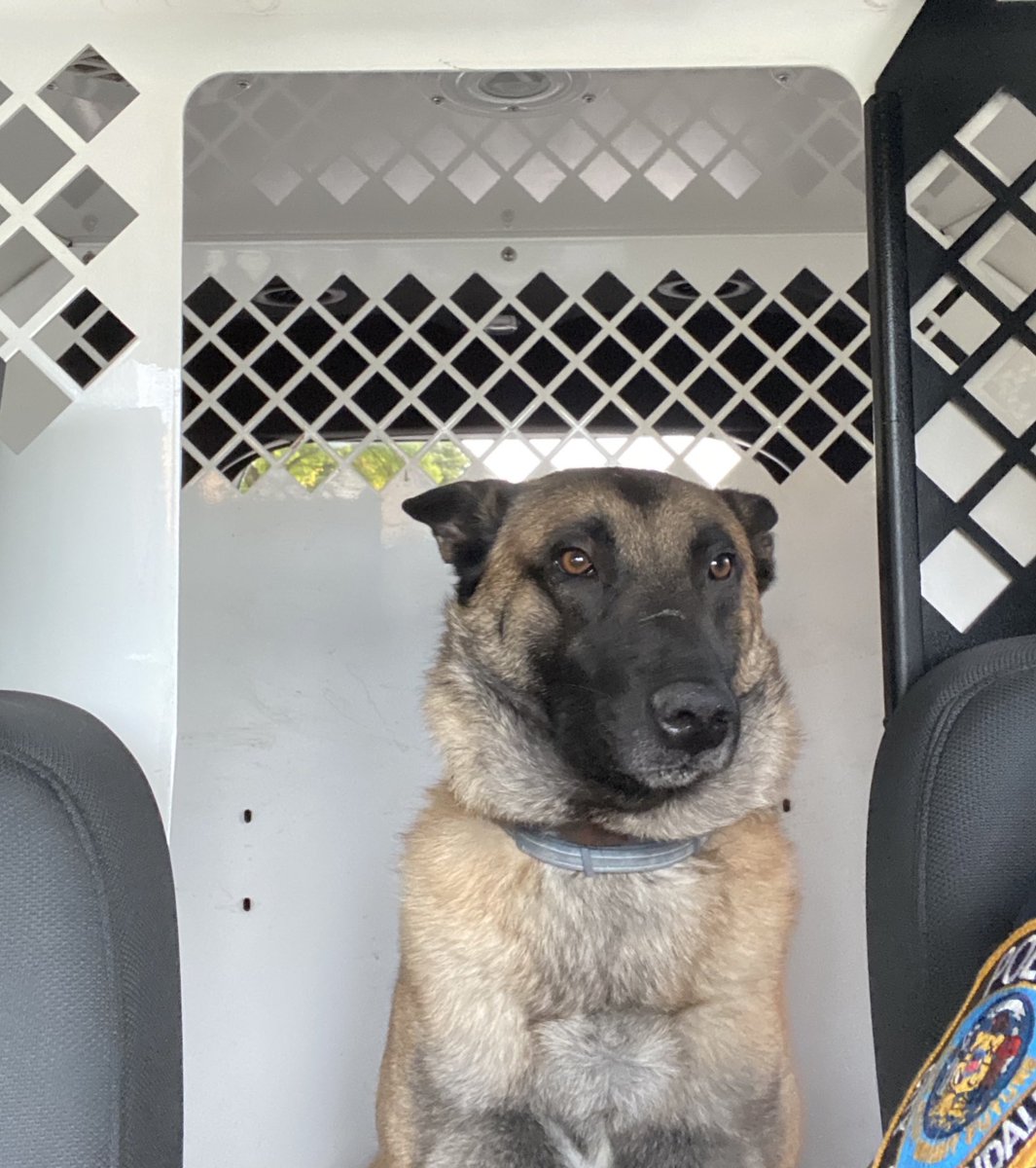 GlendaleWiPD's tweet photo. K9 Brixโ in deep thoughts prior to the start of his shift. #K9 #Police #K9Brix https://t.co/L5vNJvDgr4