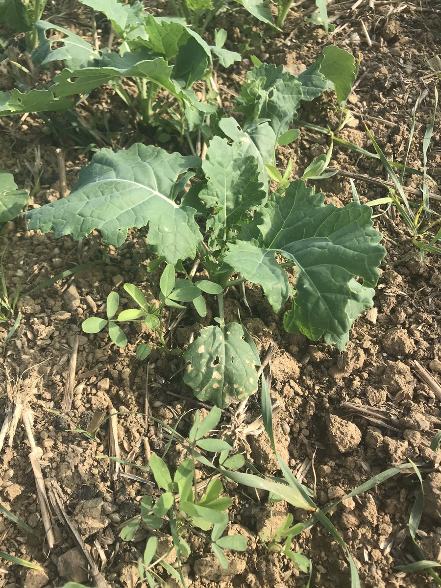 Companion crop of Berseem Clover doing its job in this lovely field of OSR in Sussex. Clethodim applied 2 weeks ago so now time to get the Clearfield herbicides on. <a href="/AgrovistaUK/">Agrovista UK</a> #SoilHealth  #OSR