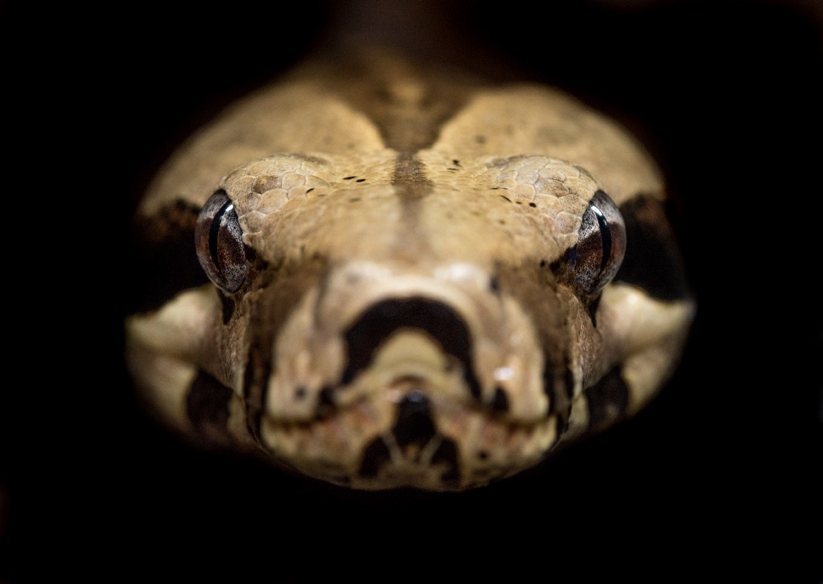 DrMattCrowson's tweet image. RT 10 Python mini projects that everyone should build with code dlvr.it/RhbMyX #python #projects #machinelearningpython #programming #datascience