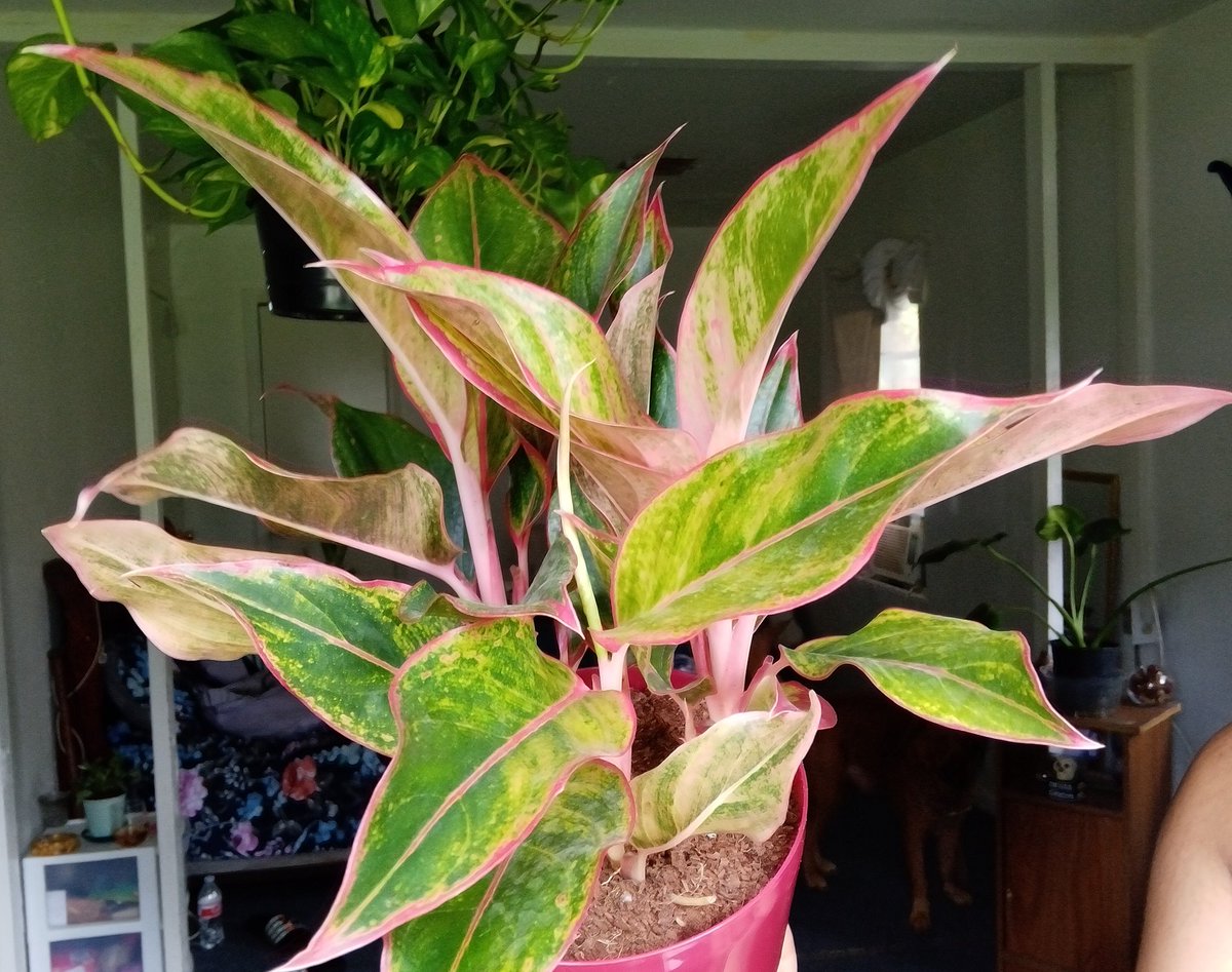 New baby 🥺 #aglaonema #valentine #chineseevergreen