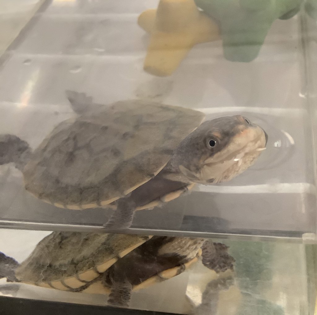 亀の幸せ顔 Twitter Search Twitter