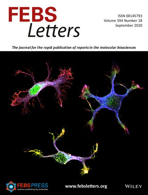 FEBS_Letters's tweet photo. New issue online! Review: #cytochrome bc1; #Synechocystis #photosystemII; #Crystalstructures: YadV from #uropathogenic #Ecoli &amp; TEX101, a male #fertility-associated #glycoprotein; #dendrite growth; #ribosome P-stalk protein uL10; #cancer; #metabolism →https://t.co/CDfq8kZ6lk https://t.co/GMlyTS9y3C