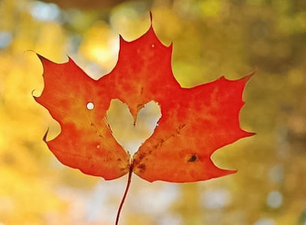 mandypenalver's tweet photo. 🍁Need some Peace &amp; Deep Sleep? I can help!🍁 - https://t.co/LicbJiuJ5o https://t.co/103EE2gGoF