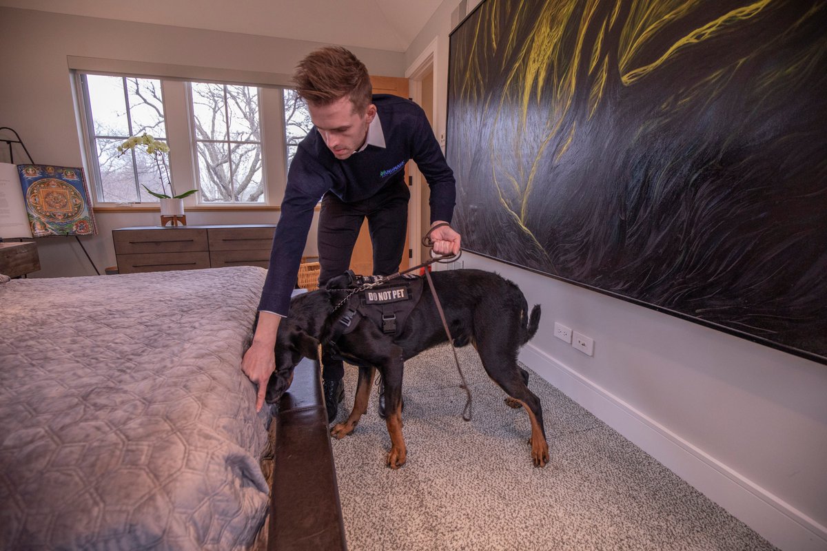 reb_fyffe's tweet photo. Beau the bed-bug sniffing dog is hard at work this morning training with his handler at Landmark Pest Management. Beau loves scent-detection work, and especially the treats he earns by finding bed bugs and their eggs. @LandmarkPest https://t.co/vn8lsf7x7J