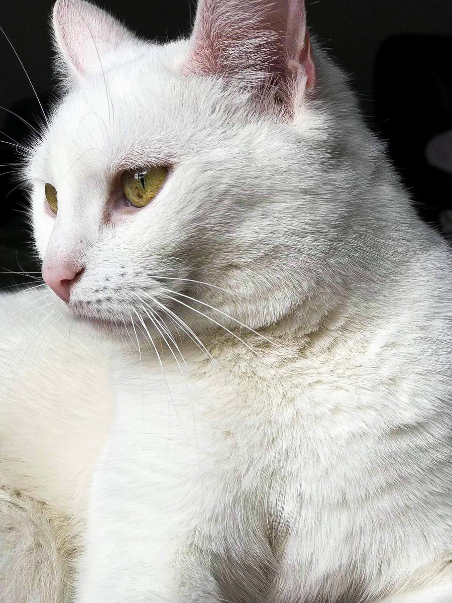 crul_46's tweet photo. @bobaesen 😼 https://t.co/jUuYyDnDsw