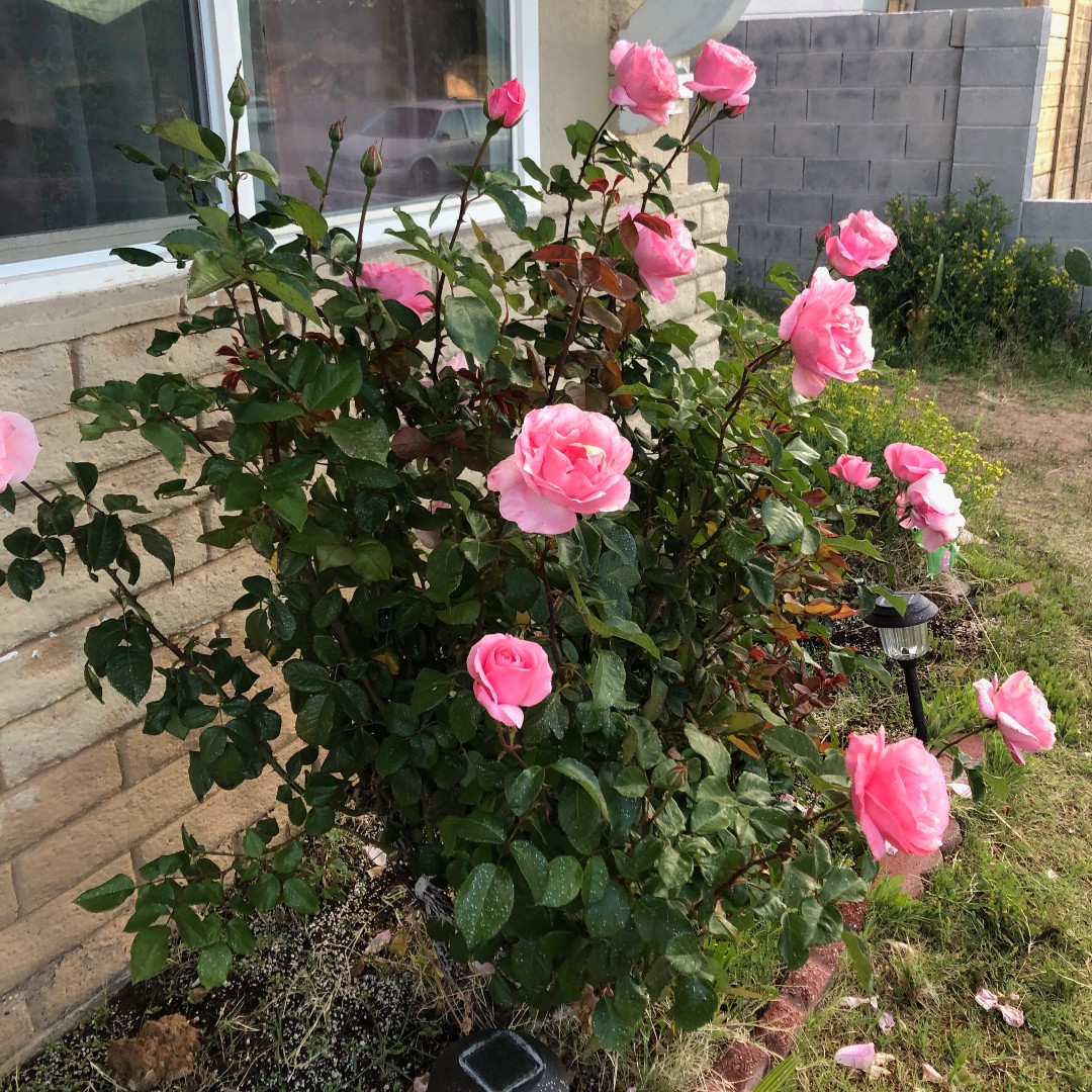 🌷 Wonder Soil grew these beautiful pink roses in the high august heat! Protect your plants with Wonder Soil! 🌷

#cococoir #roses  #nature #flowers #rosegarden #pink #pinkroses #ilovegardening #lasvegas #gardening #gardeners #flowerpower #florists #followforfollowback