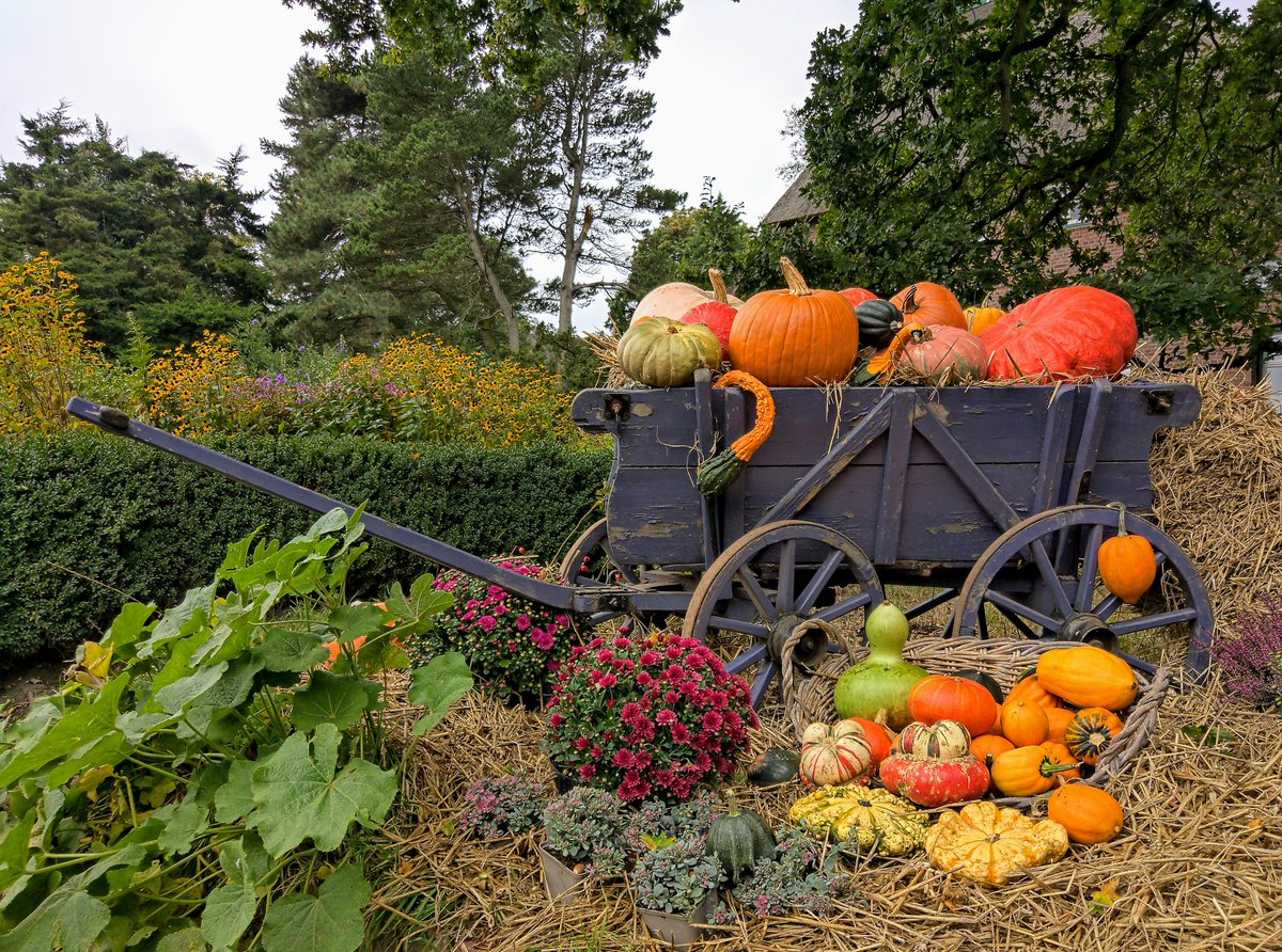 Der Herbst ist da! 
#nokia9 #nokia9pureview #teampureview <a href="/teampureview/">TeamPureView</a> #shotonnokia #nokiamobilede #kürbis #pumpkins #arboretum #Herbst #Autumn
