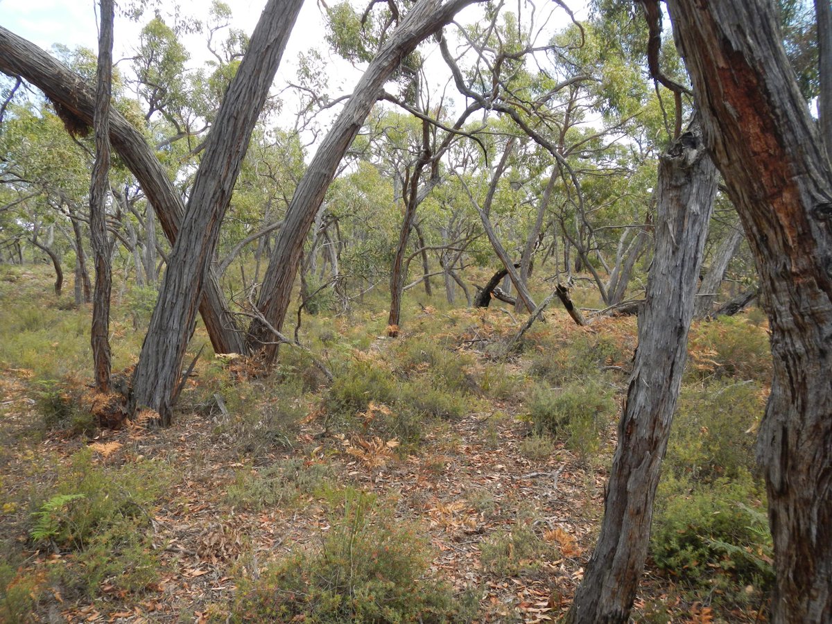 APPLY NOW - native vegetation grants are now open at Wimmera CMA. Visit our website to register your interest: ow.ly/pb2s50BDLlY 
#fundsforfarmers #WestWimmera #NativeVegetation #Funding #WesternVictorianWoodlands #Wimmera