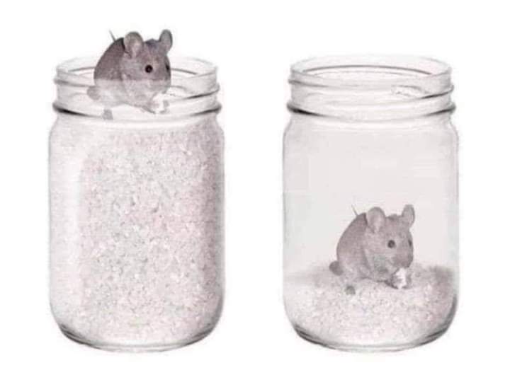 This is how the 𝗽𝗿𝗼𝗳𝗲𝘀𝘀𝗶𝗼𝗻𝗮𝗹𝘀 get trapped into SISI - Single Income, Single Identity. A "mouse" was put at the top of a jar filled with grains He was too happy to find so much of food around him.